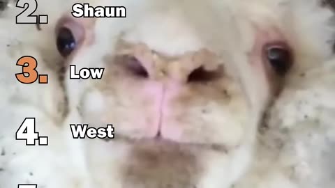 Best sheep moments