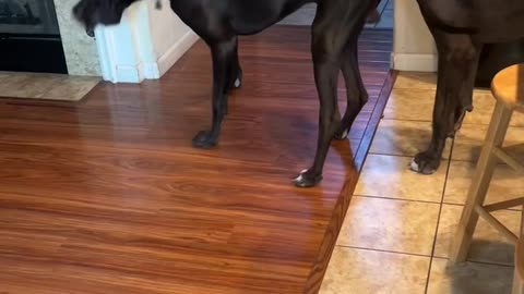 Great Dane-Copter