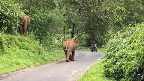 Elephant Charges Towards Bikers