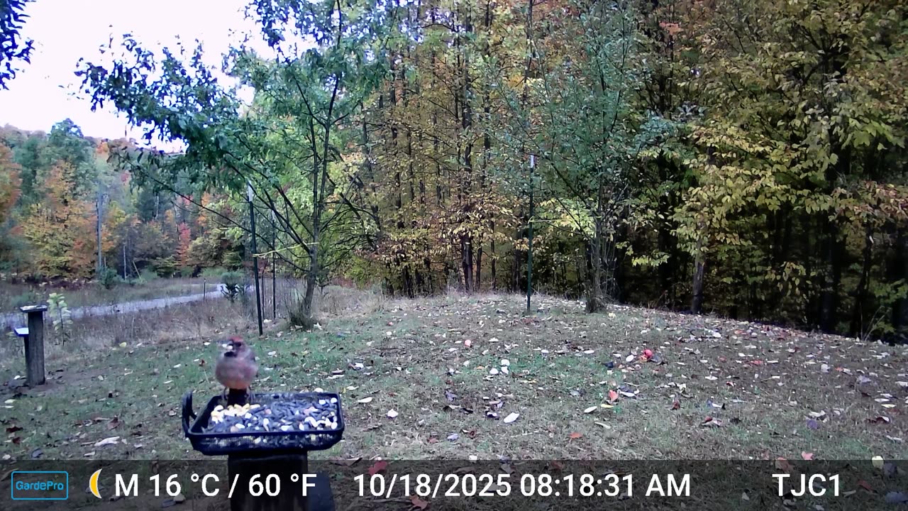 Captain Dummy Pants Spits