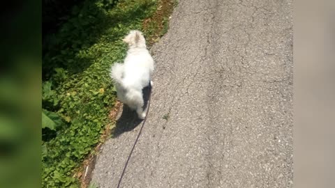 dog