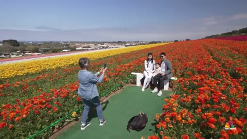 California flower fields attract thousands of visitors