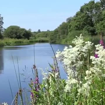 Forest River Nature Sounds - Tranquil River-nature sounds for sleeping 🎶🦜