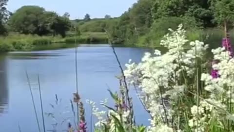 Forest River Nature Sounds - Tranquil River-nature sounds for sleeping 🎶🦜