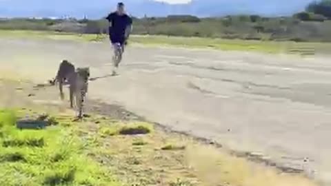 I raced with a cheetah