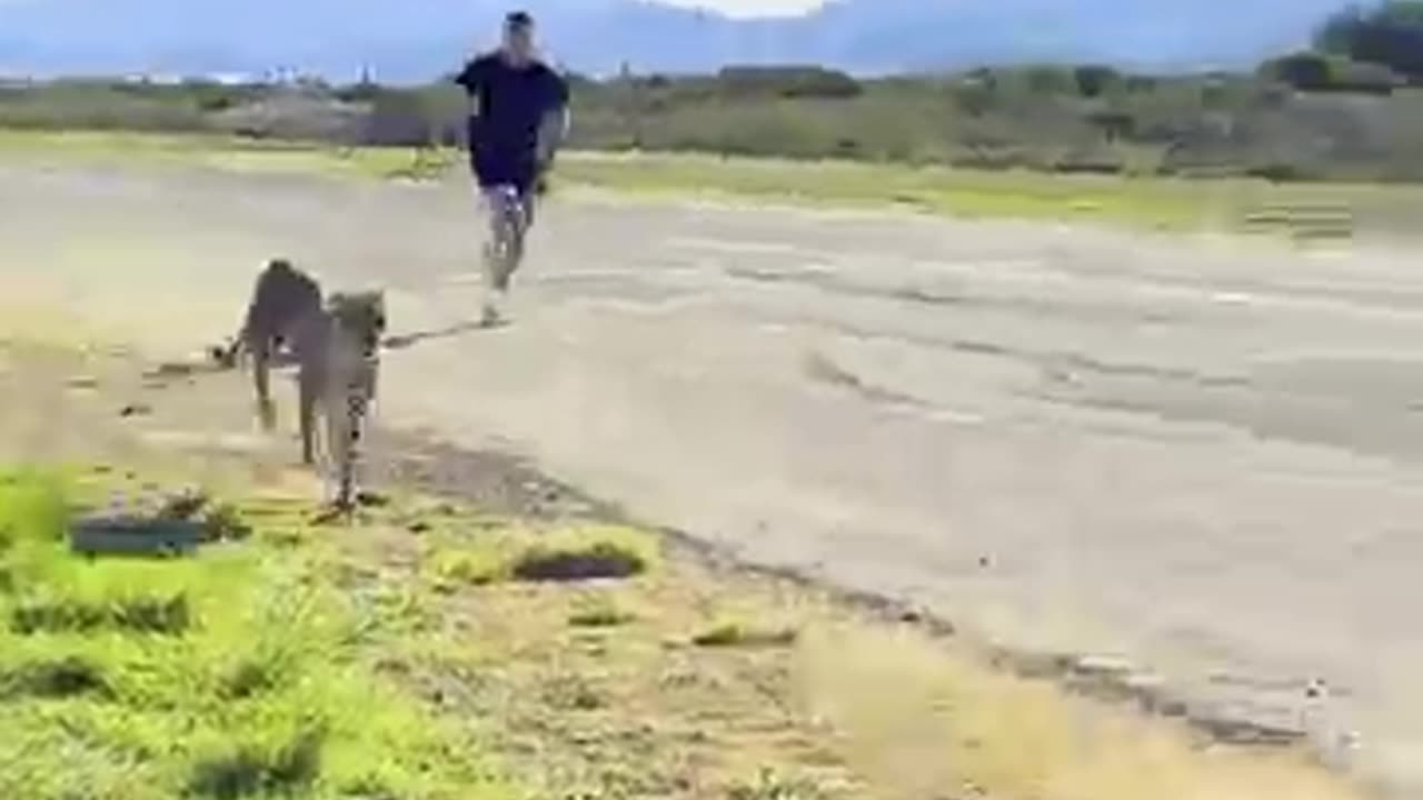 I raced with a cheetah