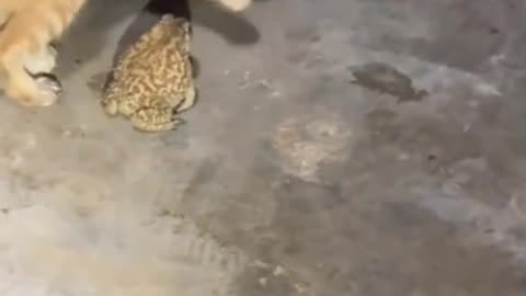 Cute cat
