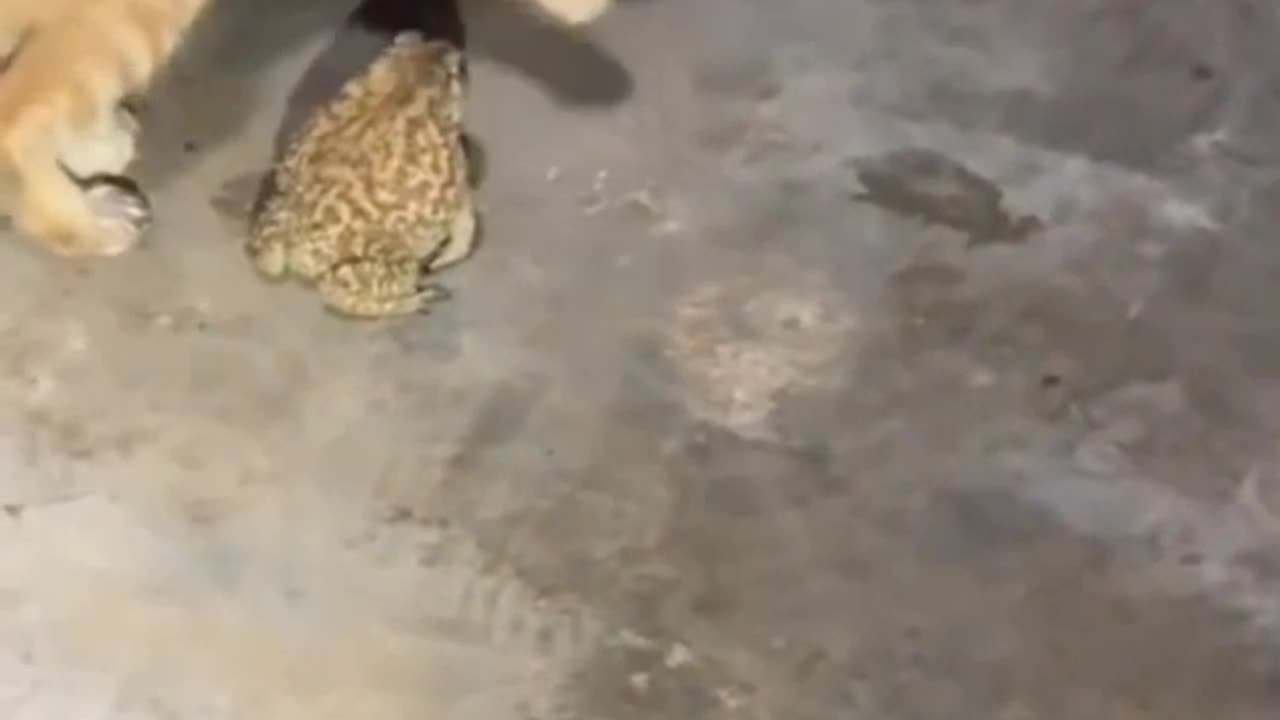Cute cat