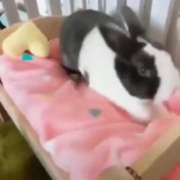 Bunny fluffing the bed.. 😊