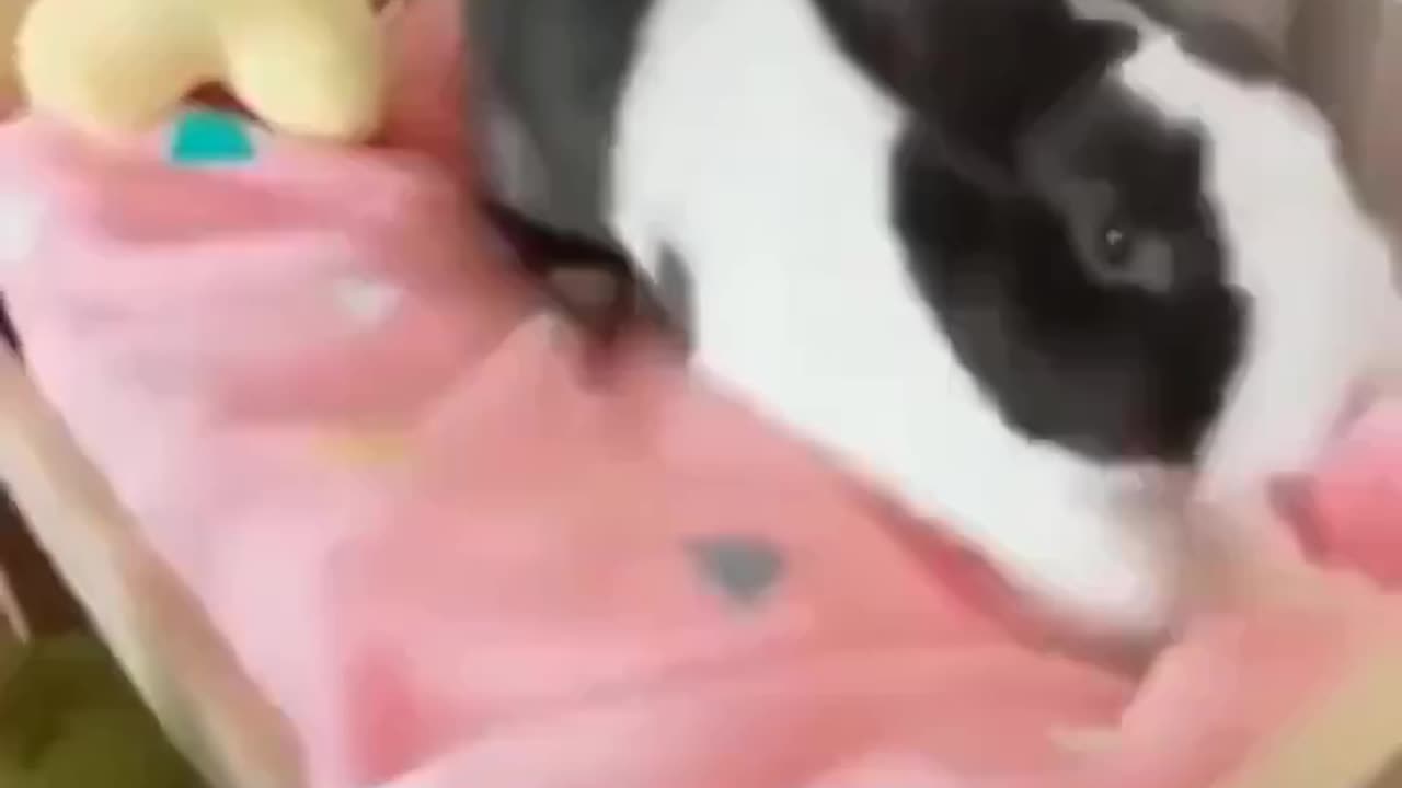 Bunny fluffing the bed.. 😊