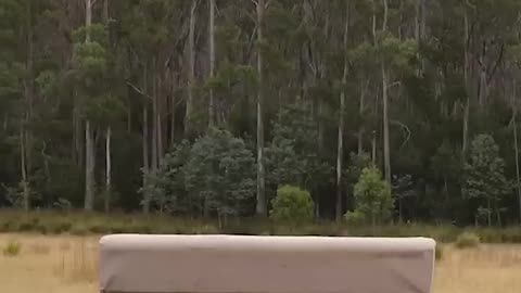 If animal did parkour