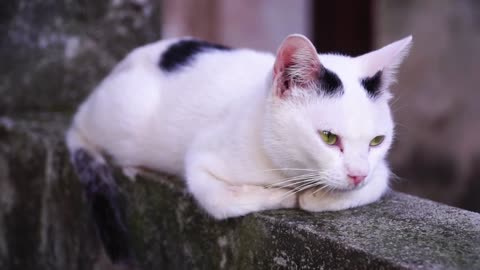 Cats Sitting On a Wall