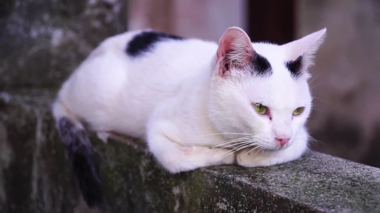 Cats Sitting On a Wall