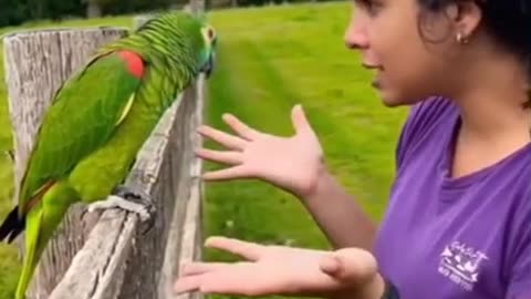 Parrot Fights With Owner