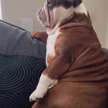 “Dog Acting Like a True Gentleman 🐶🎩 – So Polite & Adorable!”