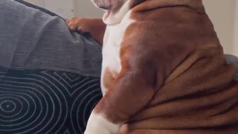 “Dog Acting Like a True Gentleman 🐶🎩 – So Polite & Adorable!”