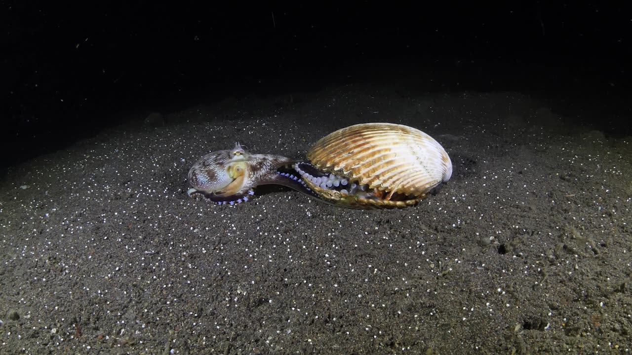 Coconut Octopus Invites Suitor Inside Cozy Shell Home