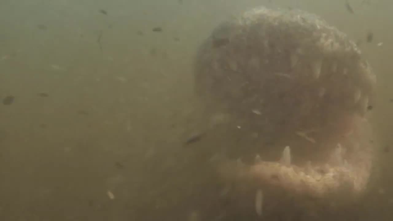 Submersible ROV - The Alligator Incident
