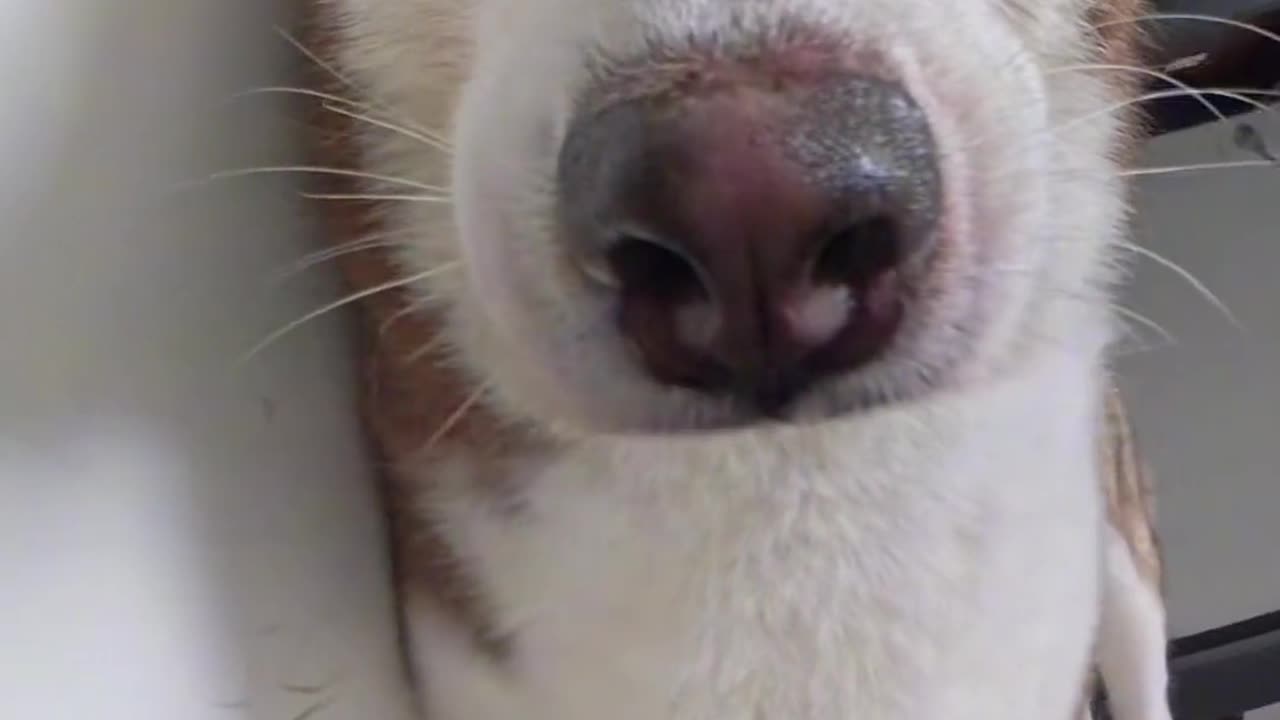 A sneaky dog