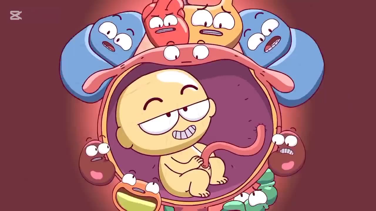 Organs during pregnancy
