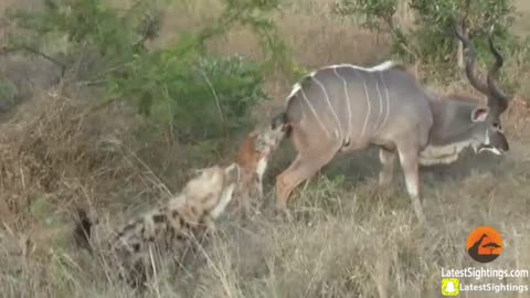2 Hyenas are Hungry for Kudu
