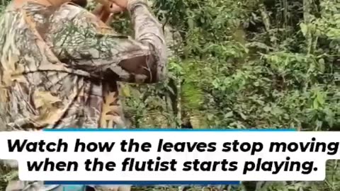 Leaves stop moving when the flutist plays