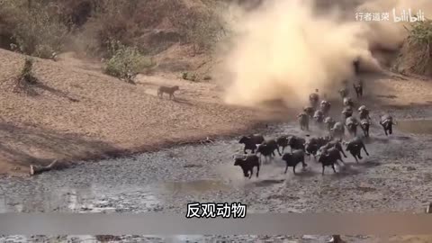 The Most Satisfying Cleaning Video Ever