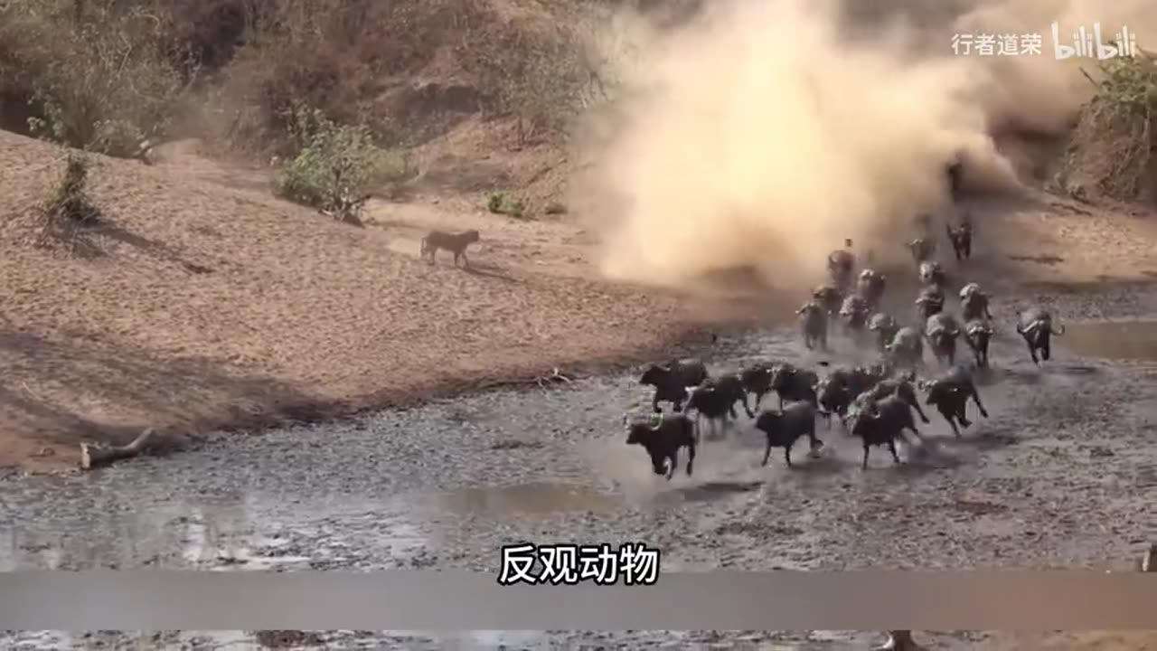 The Most Satisfying Cleaning Video Ever