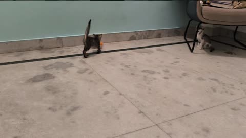 29th July Kitten vlogs Patch & Alt playing soccer