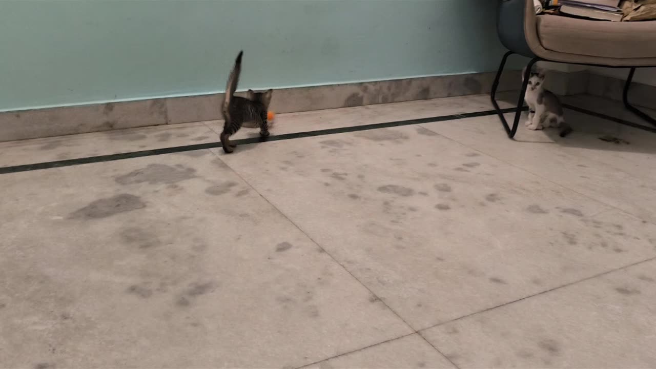 29th July Kitten vlogs Patch & Alt playing soccer