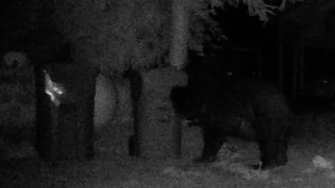 Big Fat Black Bear at the Cans 2 !
