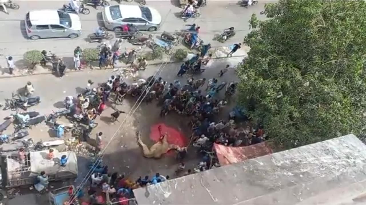 Karachi Witnesses a Surge in Camels Sacrifices on Eid’s Third Day.mp4