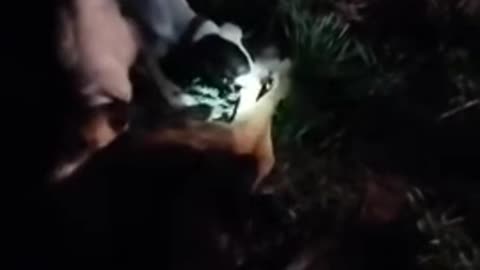 Boarhounds kill deer