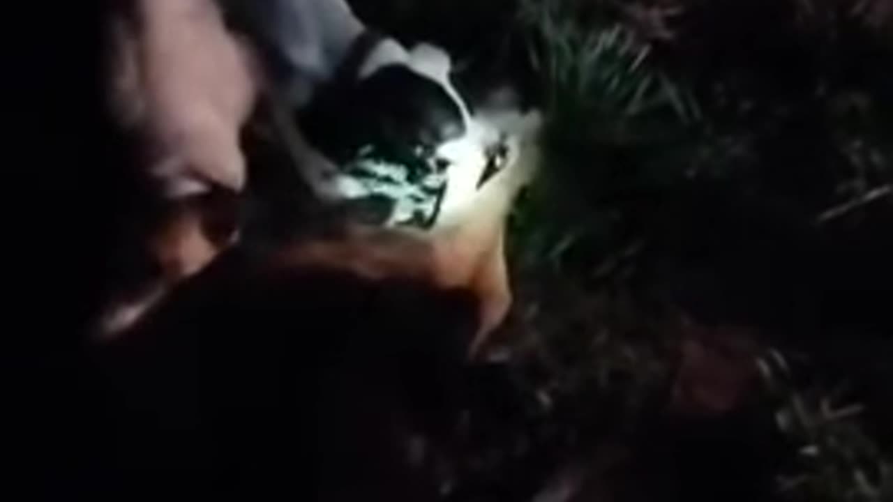 Boarhounds kill deer