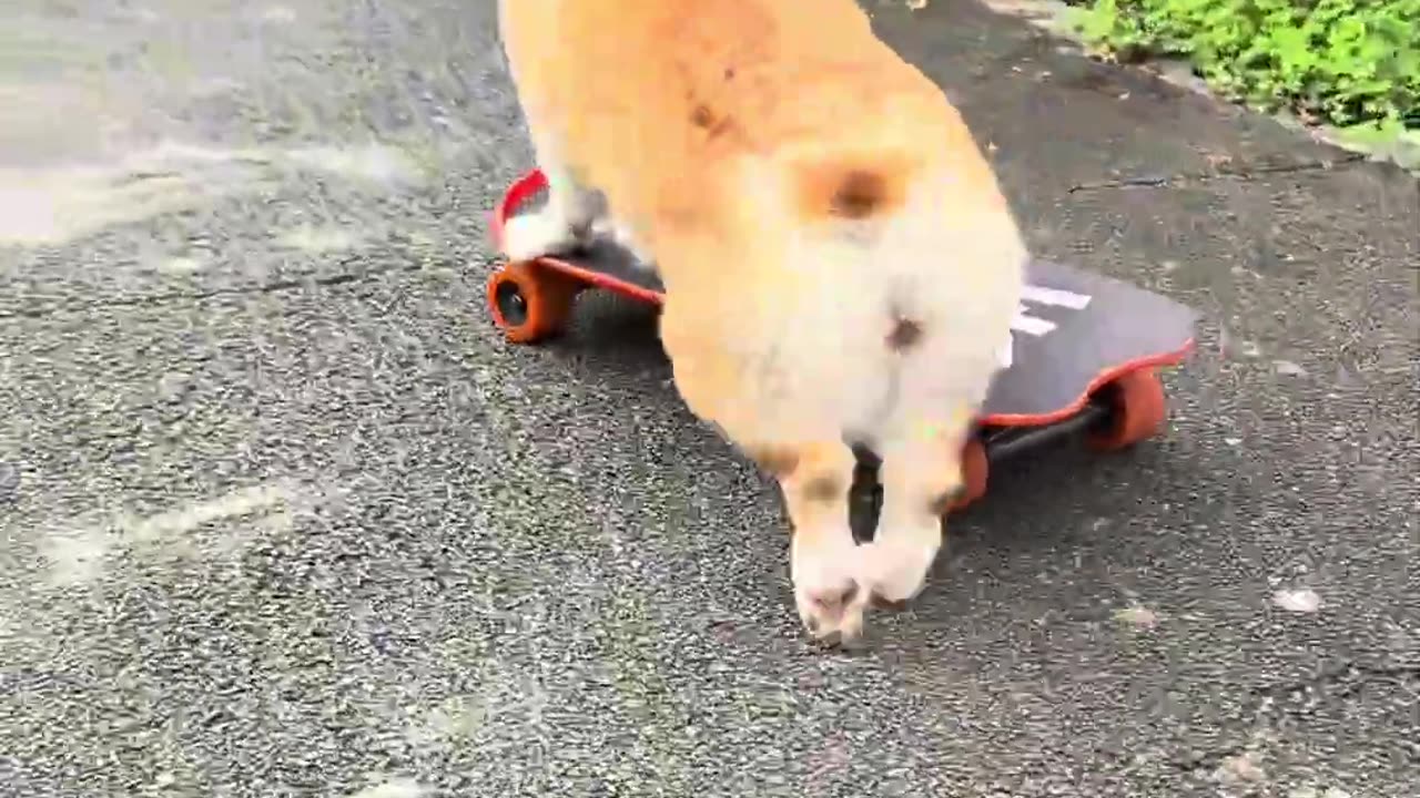 Move over, humans, there's a new skater in town