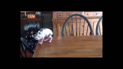 Top Funny Pet Videos | FurVibes Compilation #6