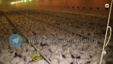 La civiltà di un popolo si misura dal modo in cui tratta gli animali.