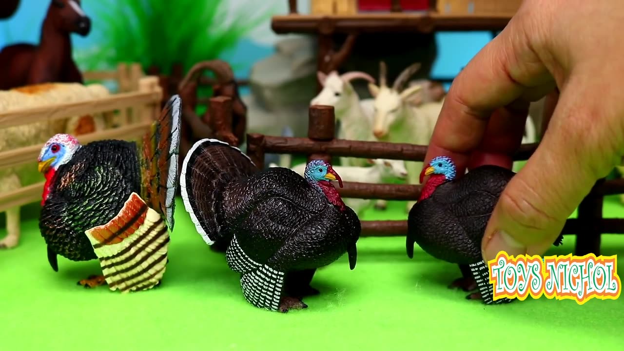 Bull Drinks Well Water and Continues to Eat Hay in the Pen