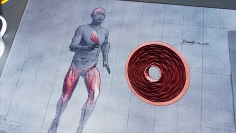 How the Human Body Is Engineered for Oxygen