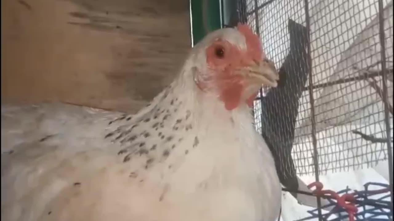 Deworming chicken with pawpaw seed and leaves