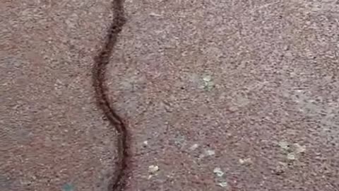 Ant Bridge build
