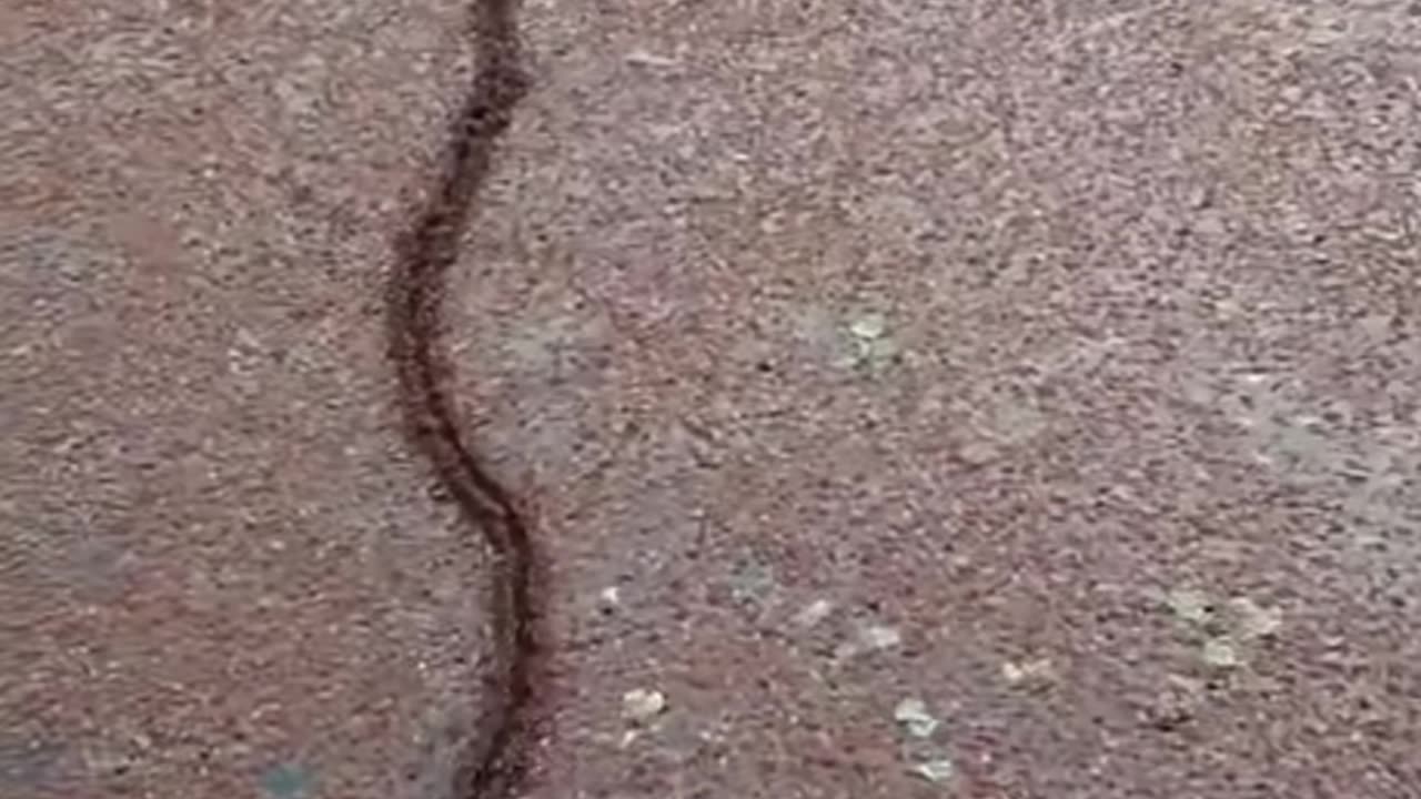 Ant Bridge build