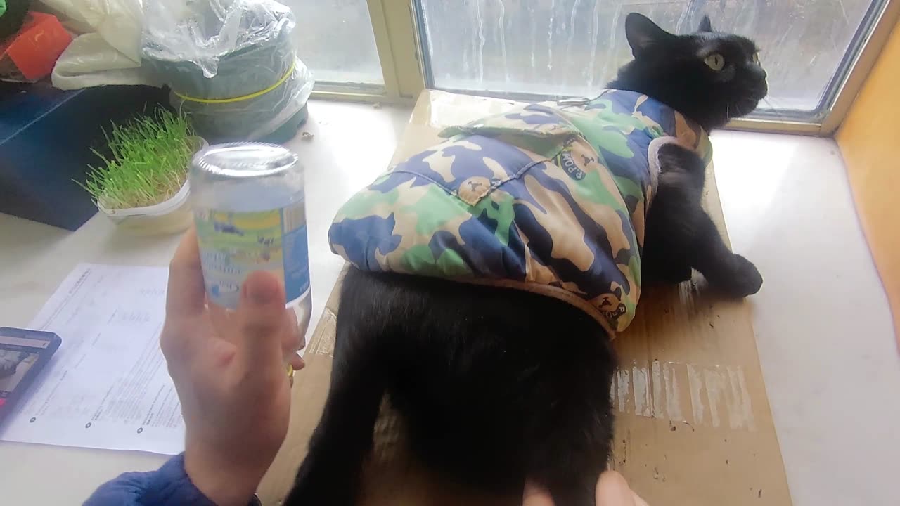 My pet cat vlog, his name is Heihei, 01/31, 2025, he is happy, #catvideo #asmr