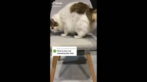 Funny animal videos 2025! - Funny cats/dogs - Funny animals