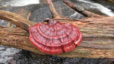 Hemlock Varnish Shelf