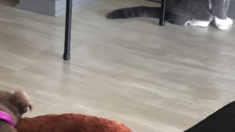 😺😱 The Cat's HILARIOUS Reaction to the New Roommate! | FunFM