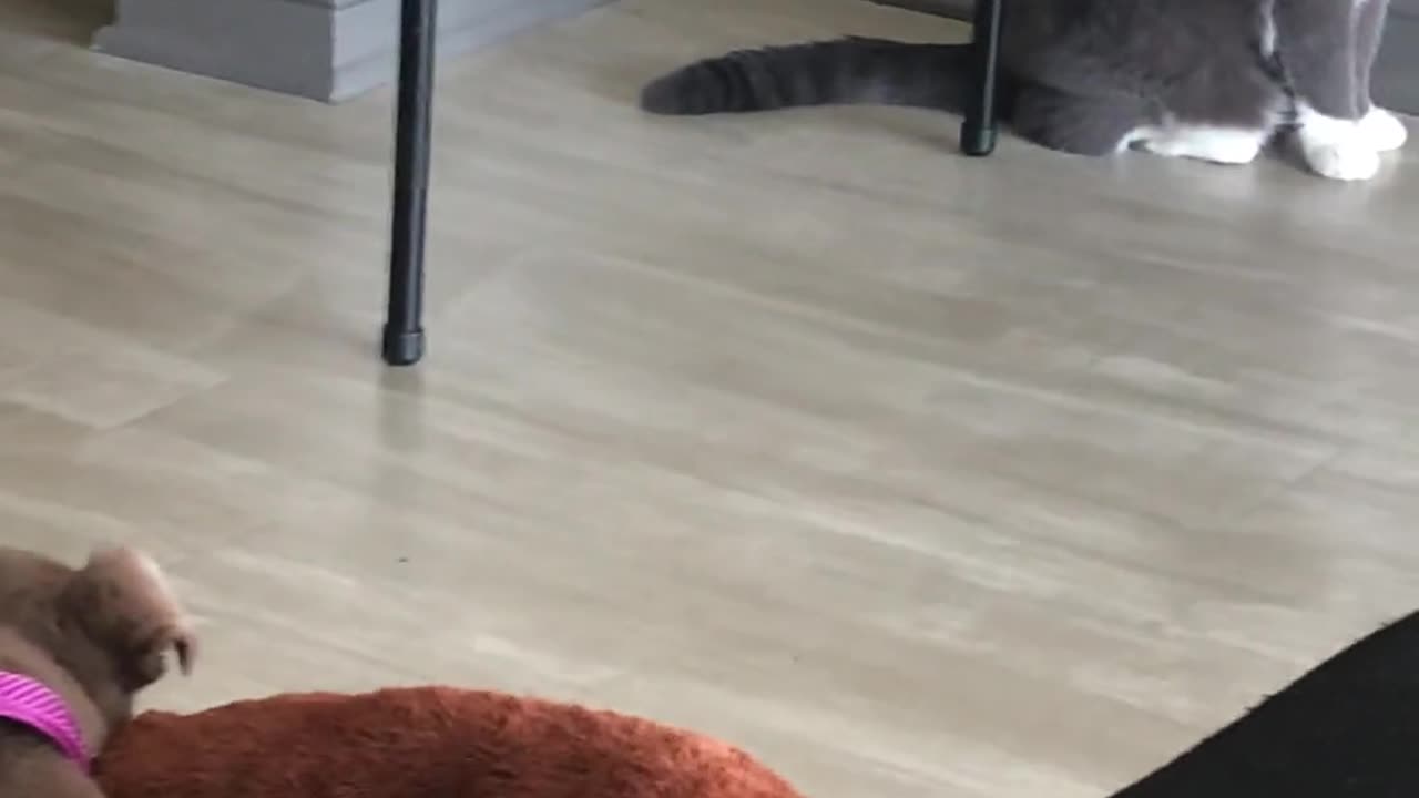 😺😱 The Cat's HILARIOUS Reaction to the New Roommate! | FunFM