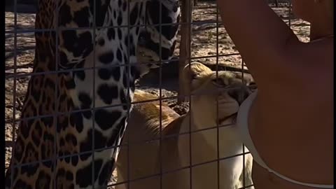 "This Lady is Feeding Milk to Big Cats – A Unique Sight!"