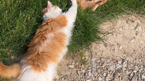 Cat and Fawn Play