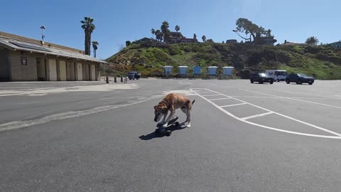 Senior Dog Still Loves Skateboarding